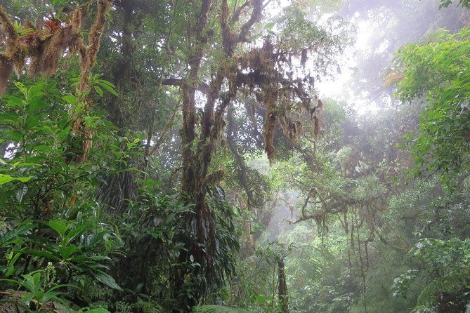 walk-in-monteverde-cloud-forest
