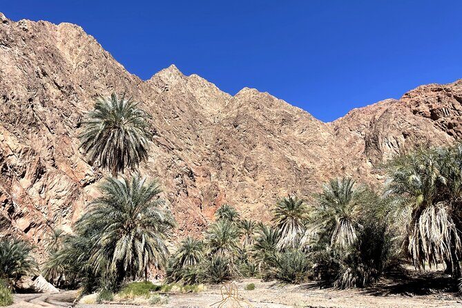 Walk In Moses' Footsteps - Tour between Tabuk and The Red Sea - An Authentic Journey Through the Land of Moses