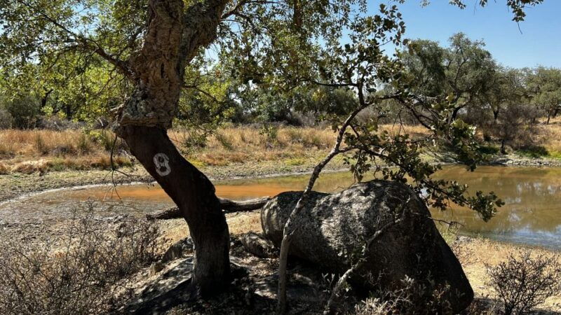 walk-in-the-cork-forest-experience-pack