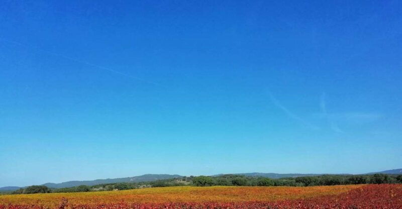 walk-in-the-cork-forest-experience-pack