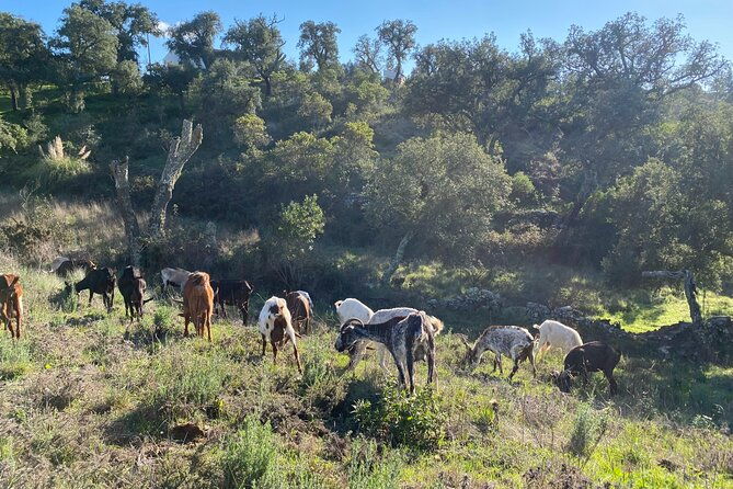 walk-in-the-hills-with-goat-herder-local-honey-wine-and-cheese-tasting