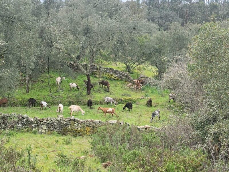 walk-through-hills-with-a-local-goat-herder-and-their-goats