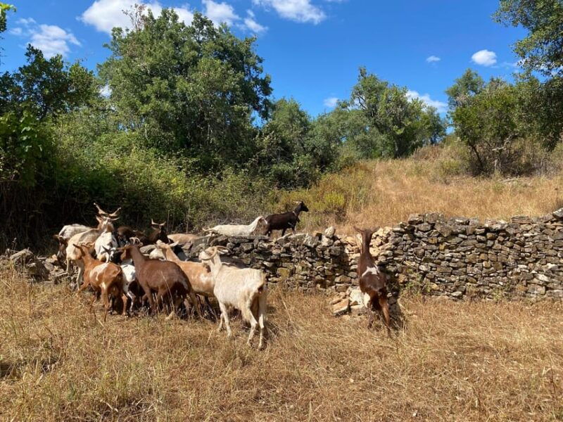 walk-through-hills-with-a-local-goat-herder-and-their-goats