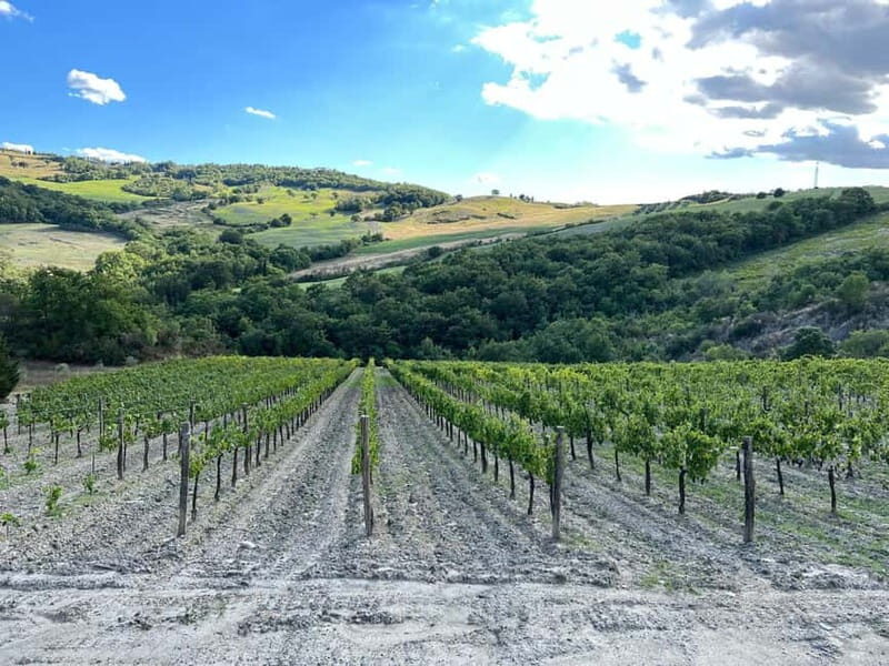Walk through the vineyard with tasting - Discovering the Heart of Tuscany: An In-Depth Look