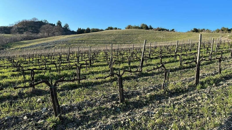 Walk through the vineyard with tasting - FAQ