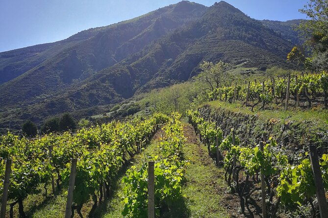walk-through-vineyards-breathtaking-views-and-flavors-of-salina