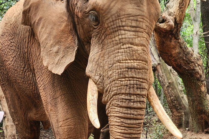 Walk with Elephants Experience plus Monkey Forest Walk - What You Can Expect: From Details to Atmosphere