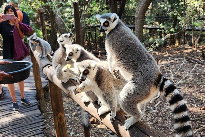 Walk with Elephants Experience plus Monkey Forest Walk - Who Should Consider This Tour?