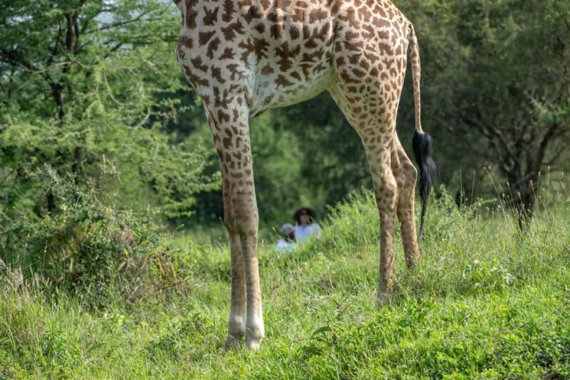 Walk With Giraffes: Entry Ticket - Key Points