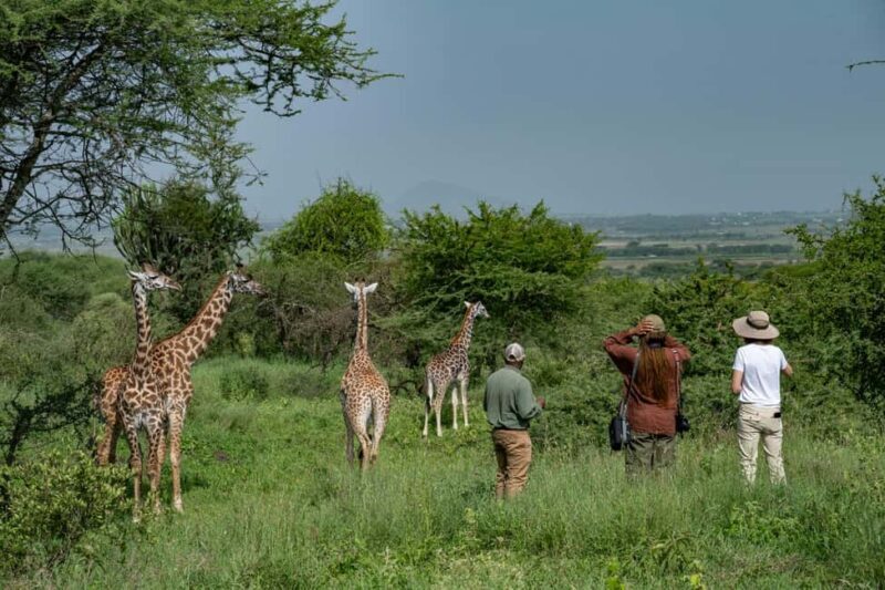 Walk With Giraffes: Entry Ticket - An Overview of the Giraffe Experience Near Arusha