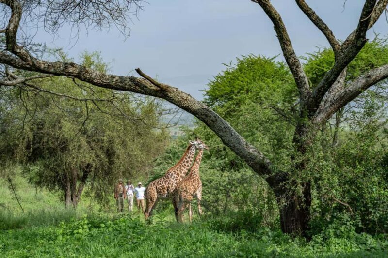 Walk With Giraffes: Entry Ticket - The Value of Supporting Conservation and Community