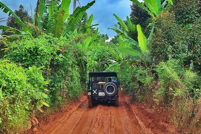 Walk with the Elephants by Cambodiajeep - Driving Through Siem Reap’s Countryside in a Vintage Jeep