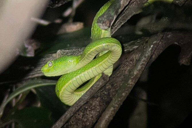 walking-guided-tour-in-monteverde-reserve