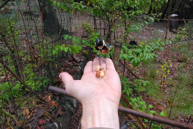 Walking In The History and Nature of Uji Kyoto - Exploring Uji: Beyond the Famous Tea and Temples