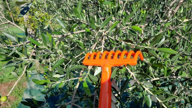 walking-in-the-olive-grove-how-is-extra-virgin-olive-oil-made