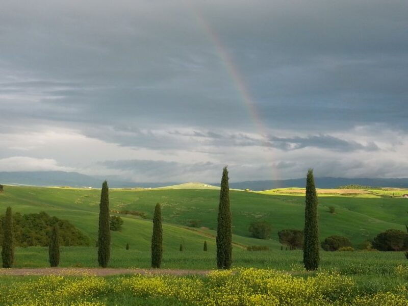 walking-in-the-olive-grove-how-is-extra-virgin-olive-oil-made