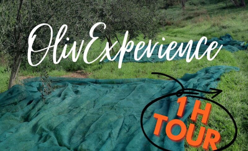walking-in-the-olive-grove-how-is-extra-virgin-olive-oil-made