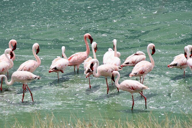 Walking safari & game drive Day trip in Arusha National park - The Arrivals at Arusha National Park