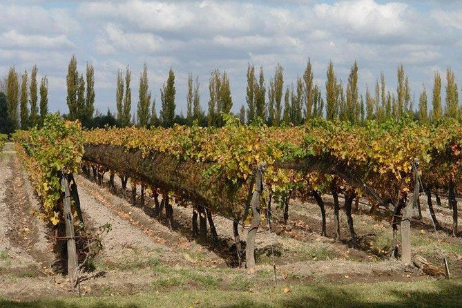 walking-the-wine-roads-with-tasting