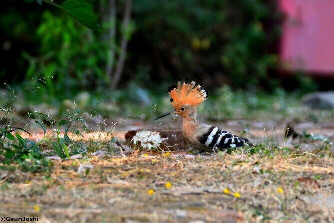 Walking Tour of Maharashatra Nature Park - Exploring Mumbai’s Green Heart: The Maharashtra Nature Park Experience
