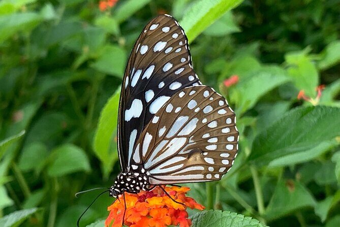 Walking Tour of Maharashatra Nature Park - FAQs