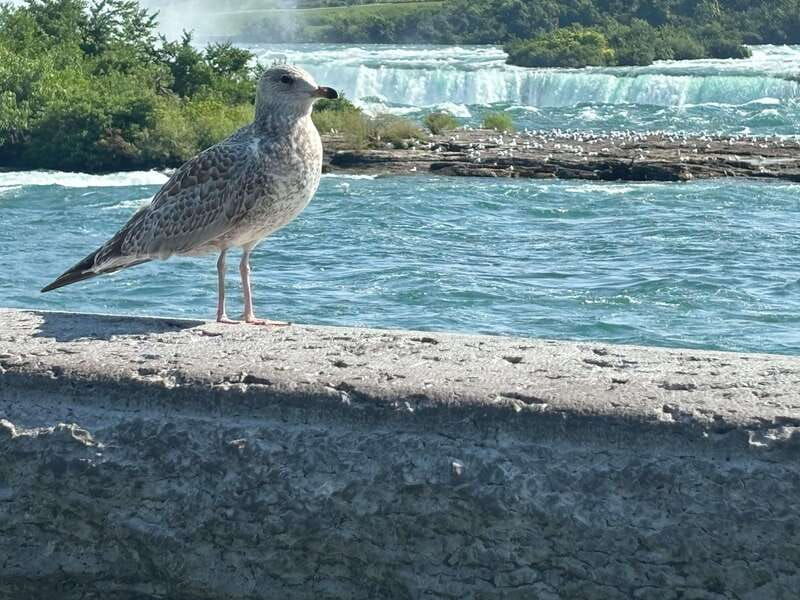 walking-tour-of-niagara-falls-canada-and-hornblower-boat