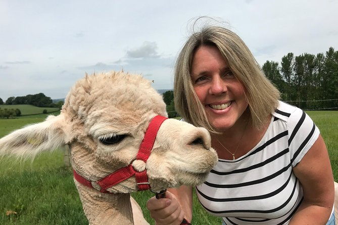 walking-with-alpacas