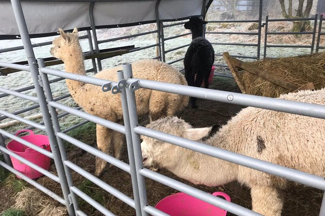 walking-with-alpacas
