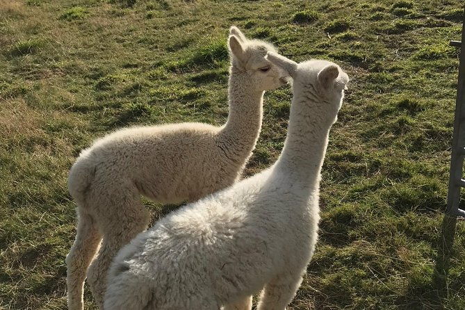 walking-with-alpacas
