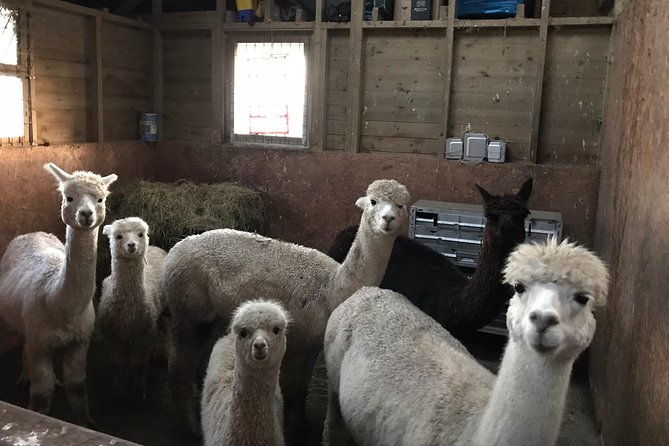walking-with-alpacas