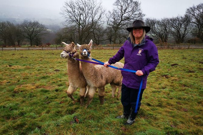 walking-with-alpacas