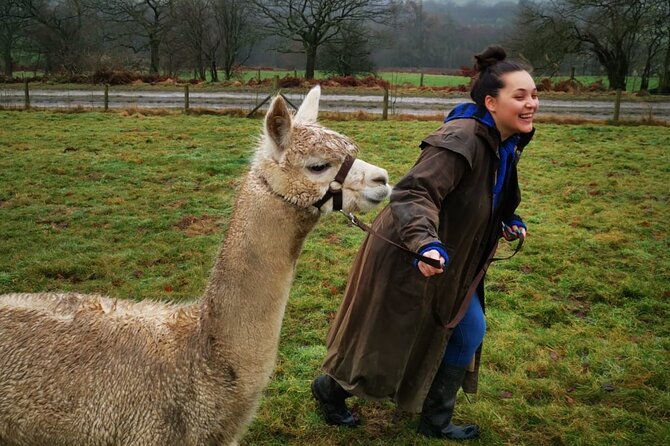 walking-with-alpacas