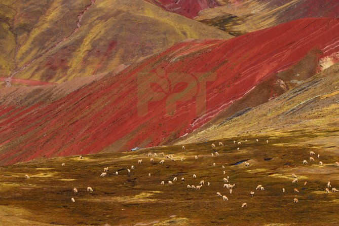 walking-with-alpacas-in-palcoyo-the-alternative-rainbow-mountain