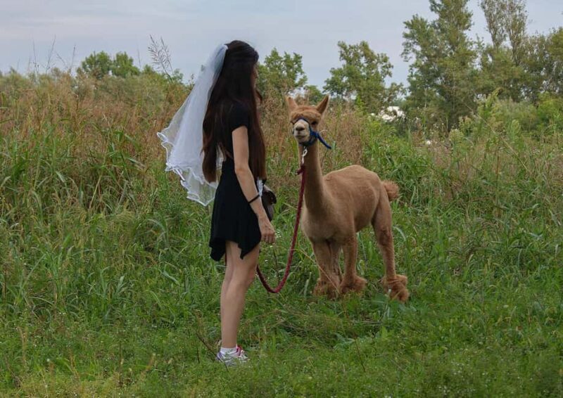 Walking with Alpacas in Turin: an experience of nature in the city - Exploring the Experience: A Closer Look