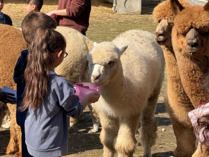 Walking with Alpacas in Turin: an experience of nature in the city - Who Would Love this Experience?