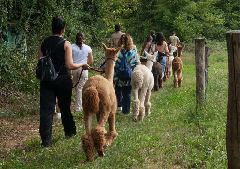Walking with Alpacas in Turin: an experience of nature in the city - FAQ