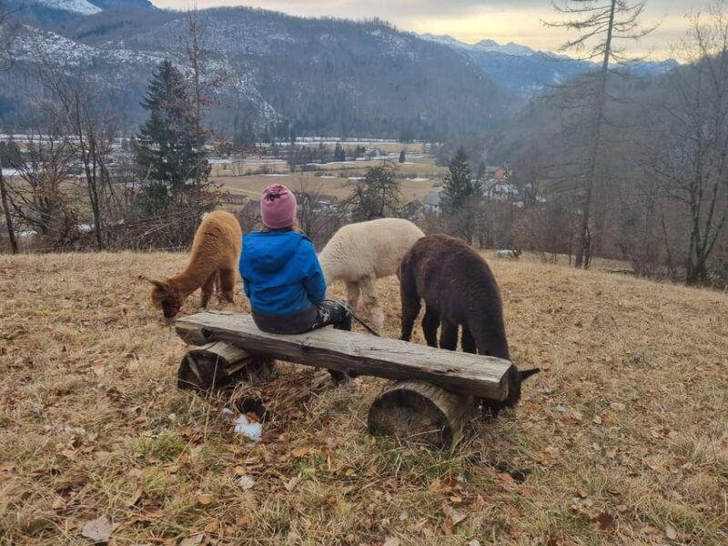 walking-with-alpacas-loncnar-farm-bohinj