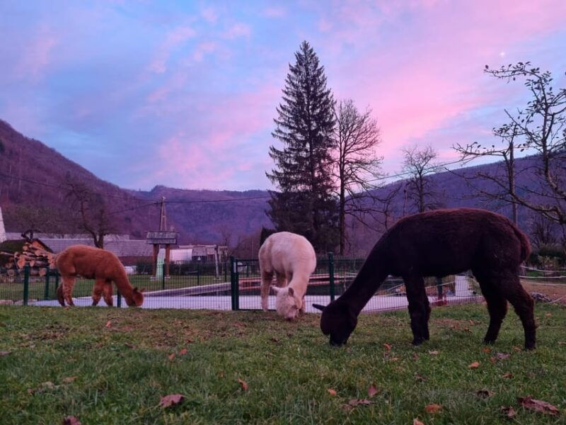 walking-with-alpacas-loncnar-farm-bohinj