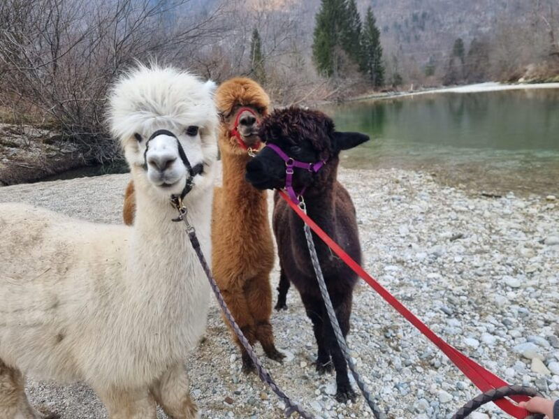 walking-with-alpacas-loncnar-farm-bohinj