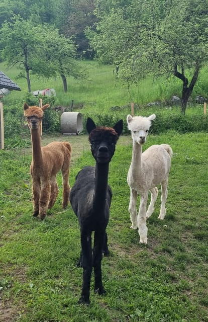 walking-with-alpacas-loncnar-farm-bohinj