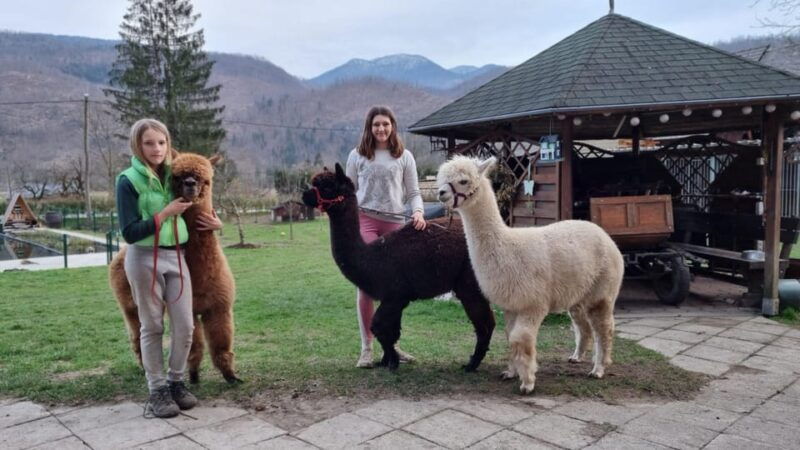 walking-with-alpacas-loncnar-farm-bohinj