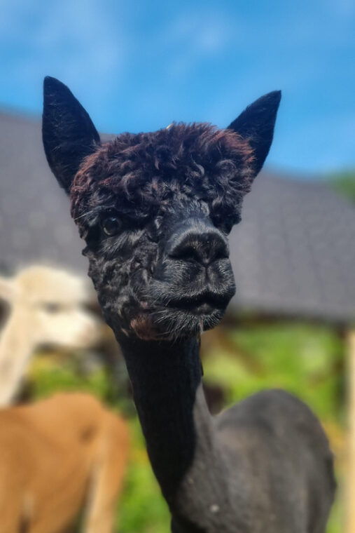 walking-with-alpacas-loncnar-farm-bohinj