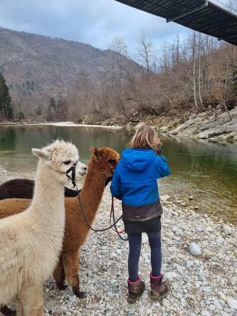 walking-with-alpacas-loncnar-farm-bohinj