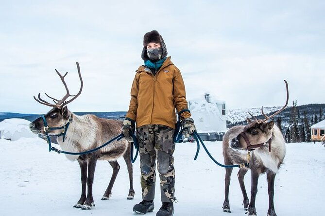 walking-with-reindeer-experience