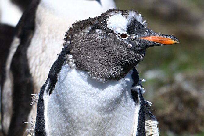 walking-with-the-penguins-in-falkland-islands-at-berthas-beach