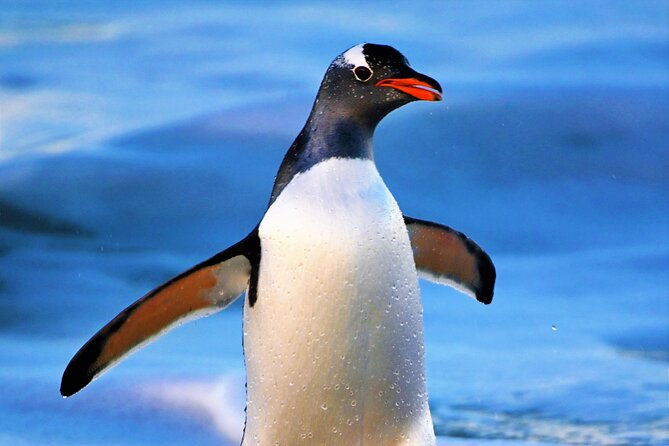 walking-with-the-penguins-in-falkland-islands-at-berthas-beach