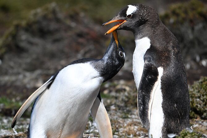 walking-with-the-penguins-in-falkland-islands-at-berthas-beach