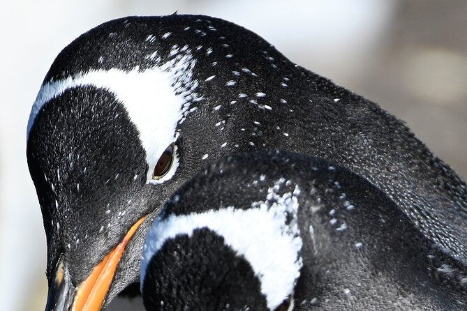 walking-with-the-penguins-in-falkland-islands-at-berthas-beach