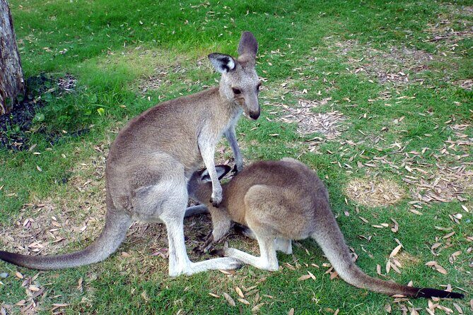 Walking with Wild Kangaroos Private Half-Day Trip from Sydney - The Scenic River Ride: A Peaceful Wrap-up