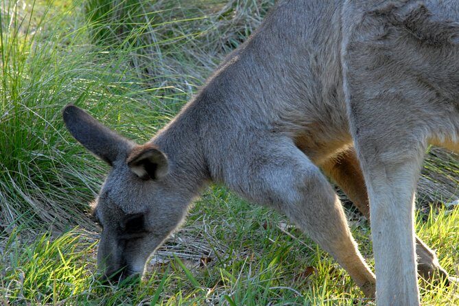 Walking with Wild Kangaroos Private Half-Day Trip from Sydney - FAQ
